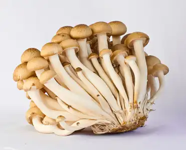 Ergothioneine powder for Longevity Science & Cellular Health